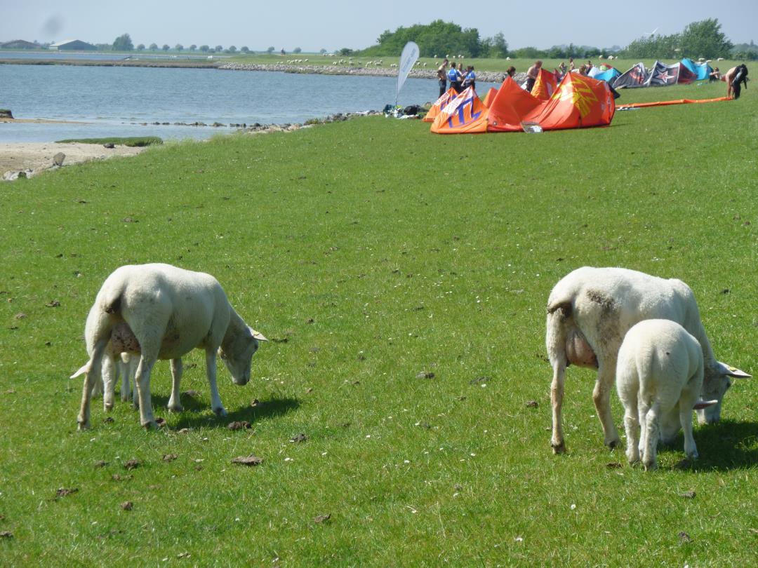 Schafe und Kiter am Deich