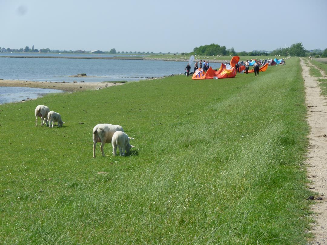 Schafe und Kiter am Deich